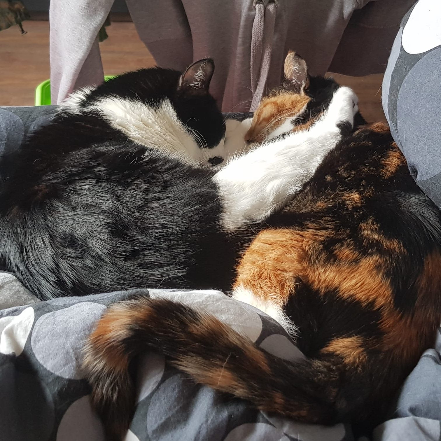 Pollux und Lyra am Morgen