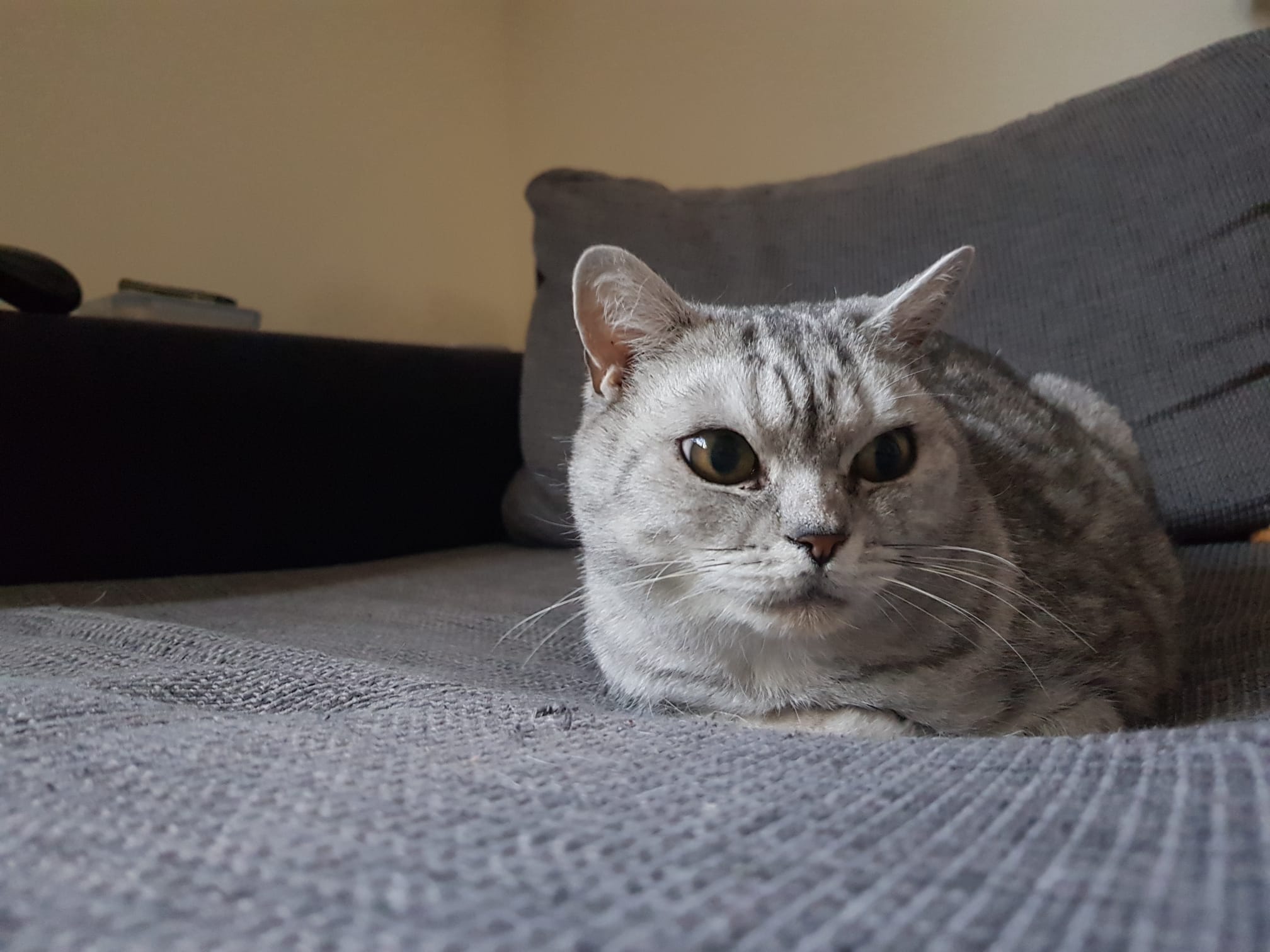 Caster auf der Couch