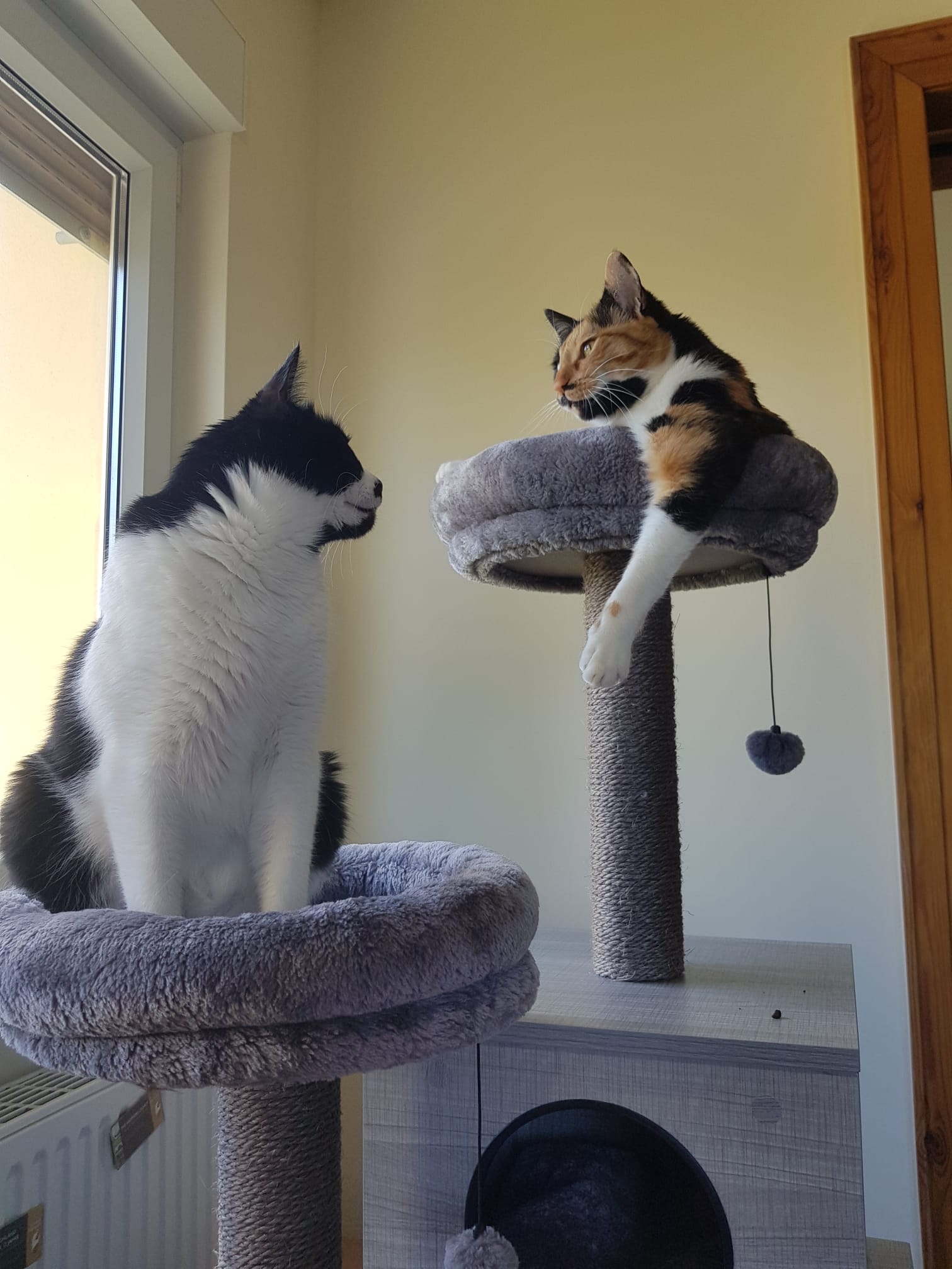 Pollux und Lyra auf ihrem Kratzbaum